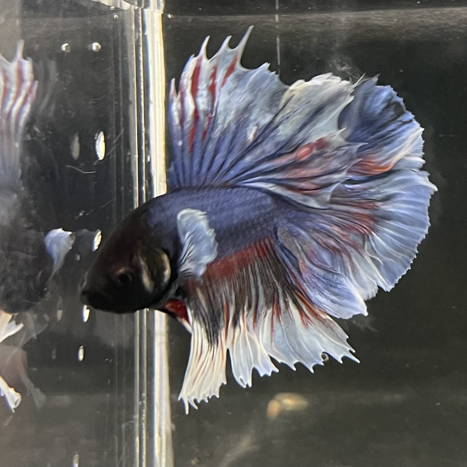 the-fish-farm Male Betta Male Betta - One Only - 14 Choose your favourite Male Betta from The Fish Farm Australia