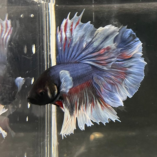 the-fish-farm Male Betta Male Betta - One Only - 14 Choose your favourite Male Betta from The Fish Farm Australia