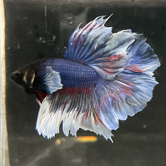 the-fish-farm Male Betta Male Betta - One Only - 14 Choose your favourite Male Betta from The Fish Farm Australia