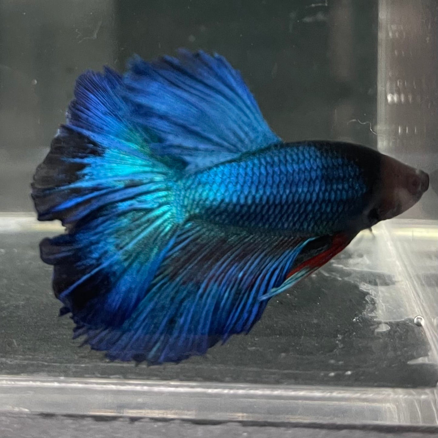 the-fish-farm Male Betta Male Betta - One Only - 14 Choose your favourite Male Betta from The Fish Farm Australia