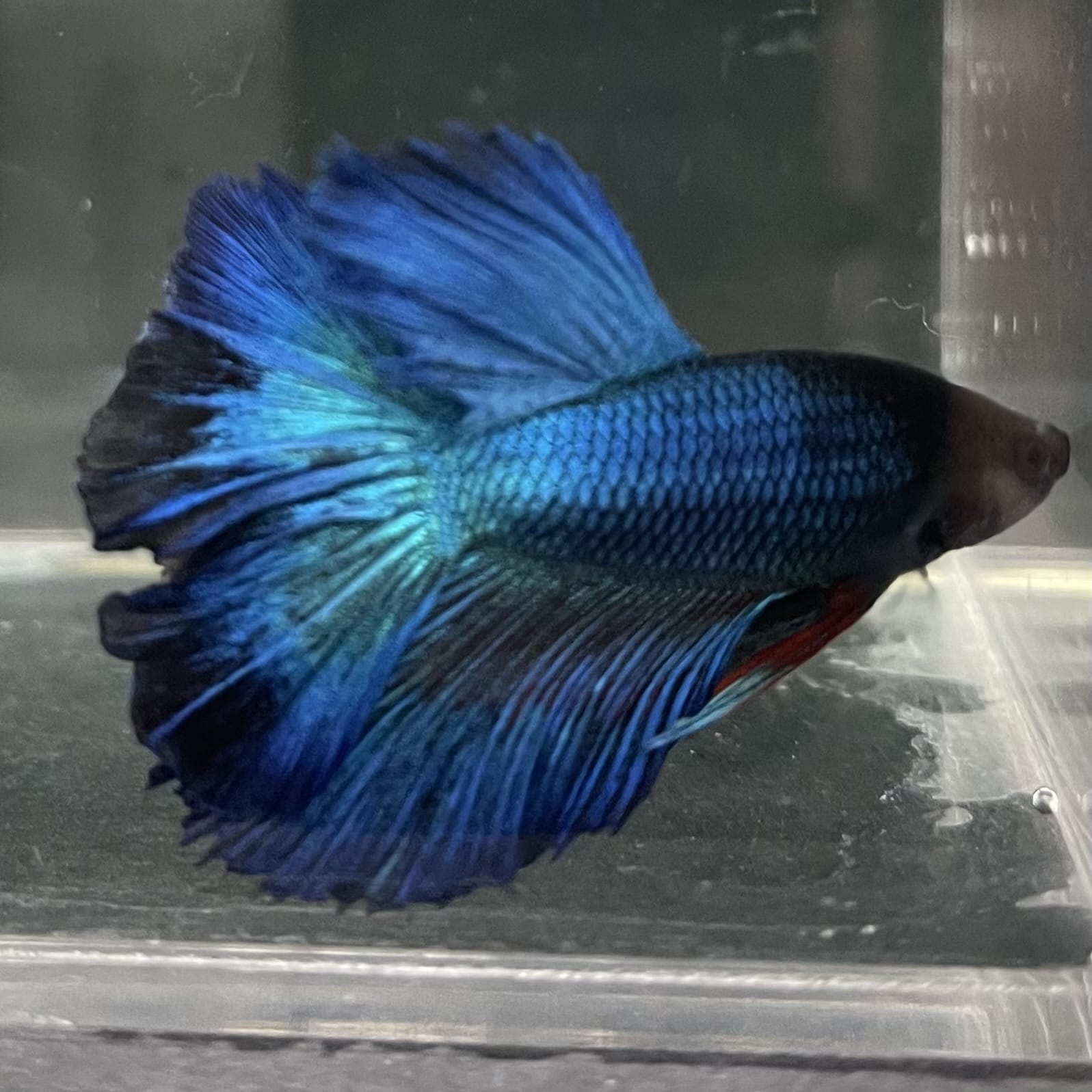 the-fish-farm Male Betta Male Betta - One Only - 14 Choose your favourite Male Betta from The Fish Farm Australia