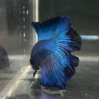 the-fish-farm Male Betta Male Betta - One Only - 14 Choose your favourite Male Betta from The Fish Farm Australia