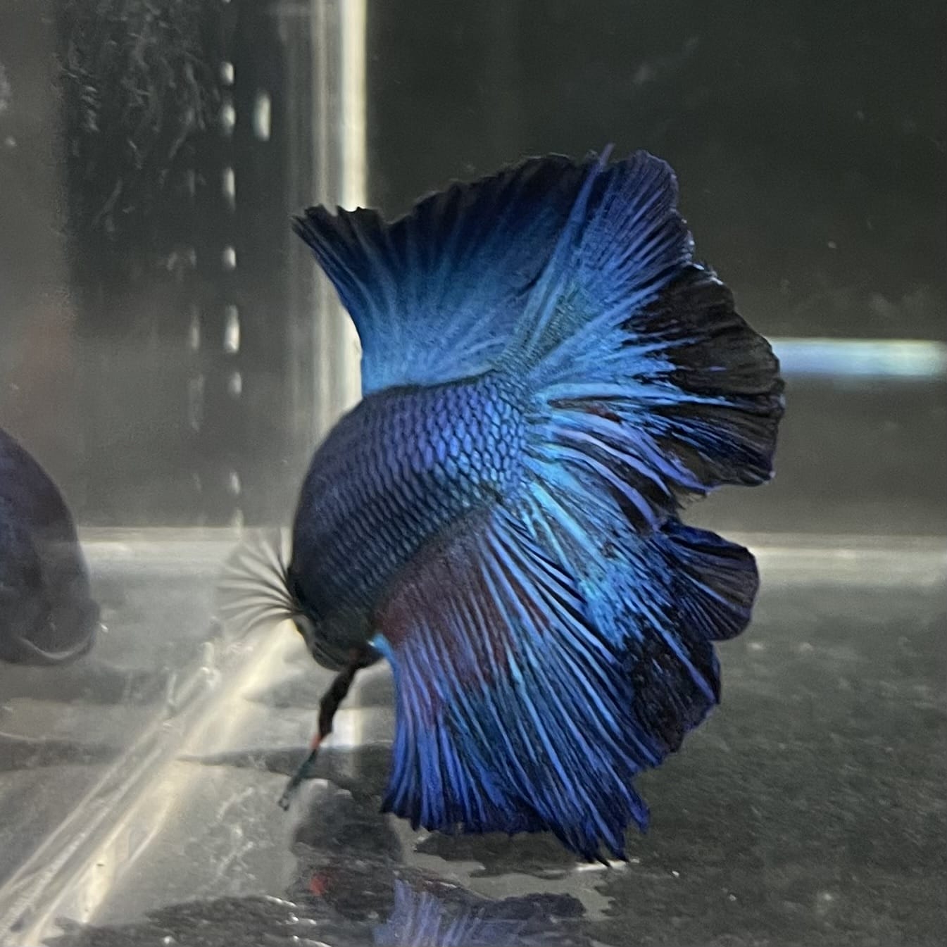 the-fish-farm Male Betta Male Betta - One Only - 14 Choose your favourite Male Betta from The Fish Farm Australia
