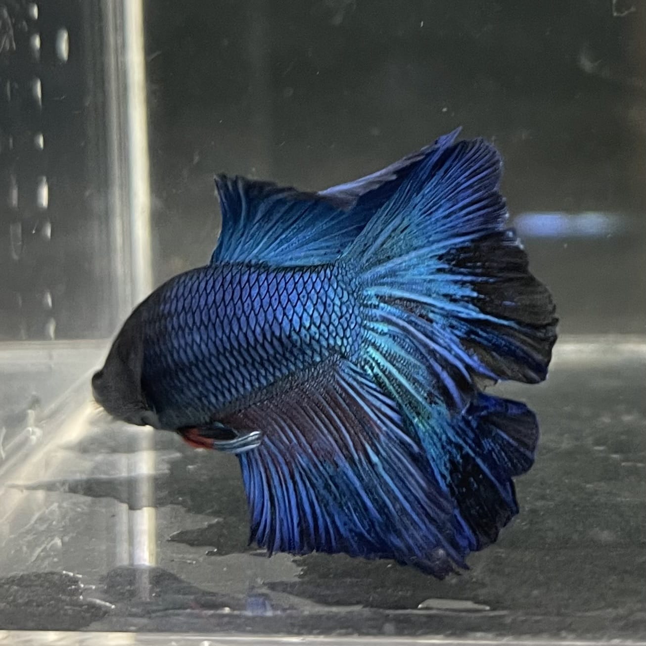 the-fish-farm Male Betta Male Betta - One Only - 14 Choose your favourite Male Betta from The Fish Farm Australia
