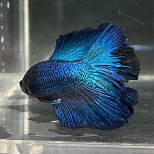 the-fish-farm Male Betta Male Betta - One Only - 14 Choose your favourite Male Betta from The Fish Farm Australia