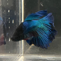 the-fish-farm Male Betta Male Betta - One Only - 14 Choose your favourite Male Betta from The Fish Farm Australia