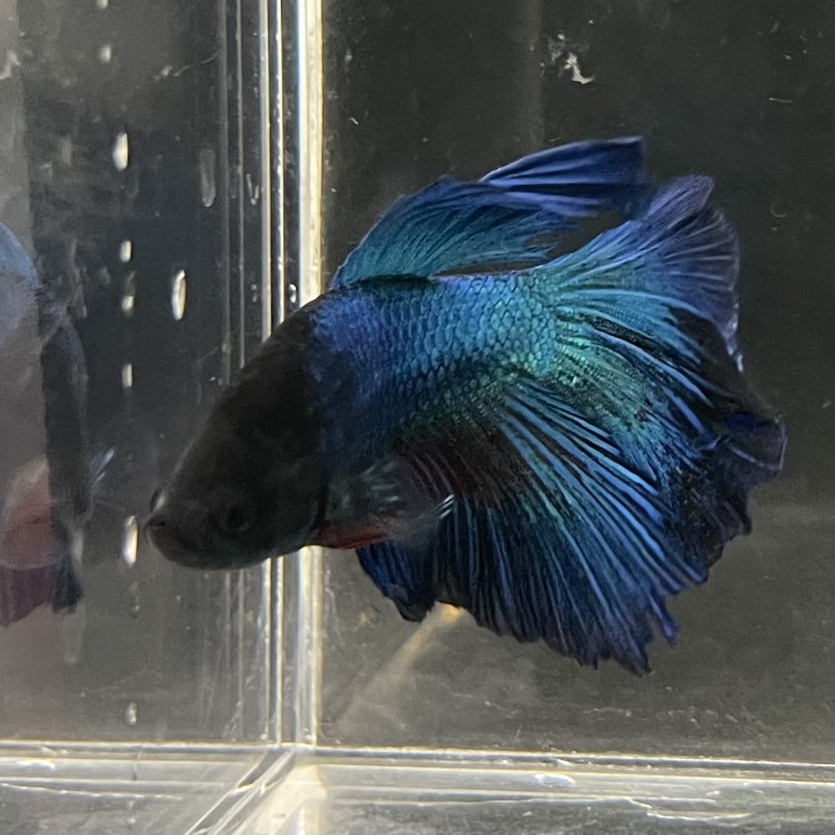the-fish-farm Male Betta Male Betta - One Only - 14 Choose your favourite Male Betta from The Fish Farm Australia