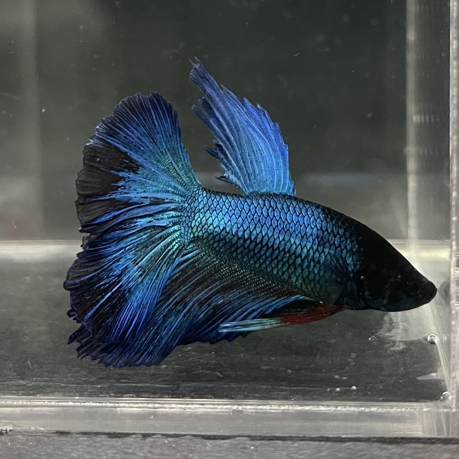 the-fish-farm Male Betta Male Betta - One Only - 14 Choose your favourite Male Betta from The Fish Farm Australia