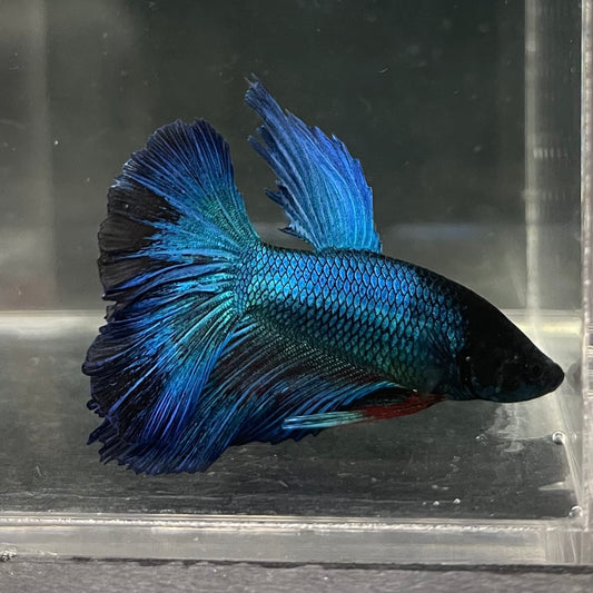 the-fish-farm Male Betta Male Betta - One Only - 14 Choose your favourite Male Betta from The Fish Farm Australia