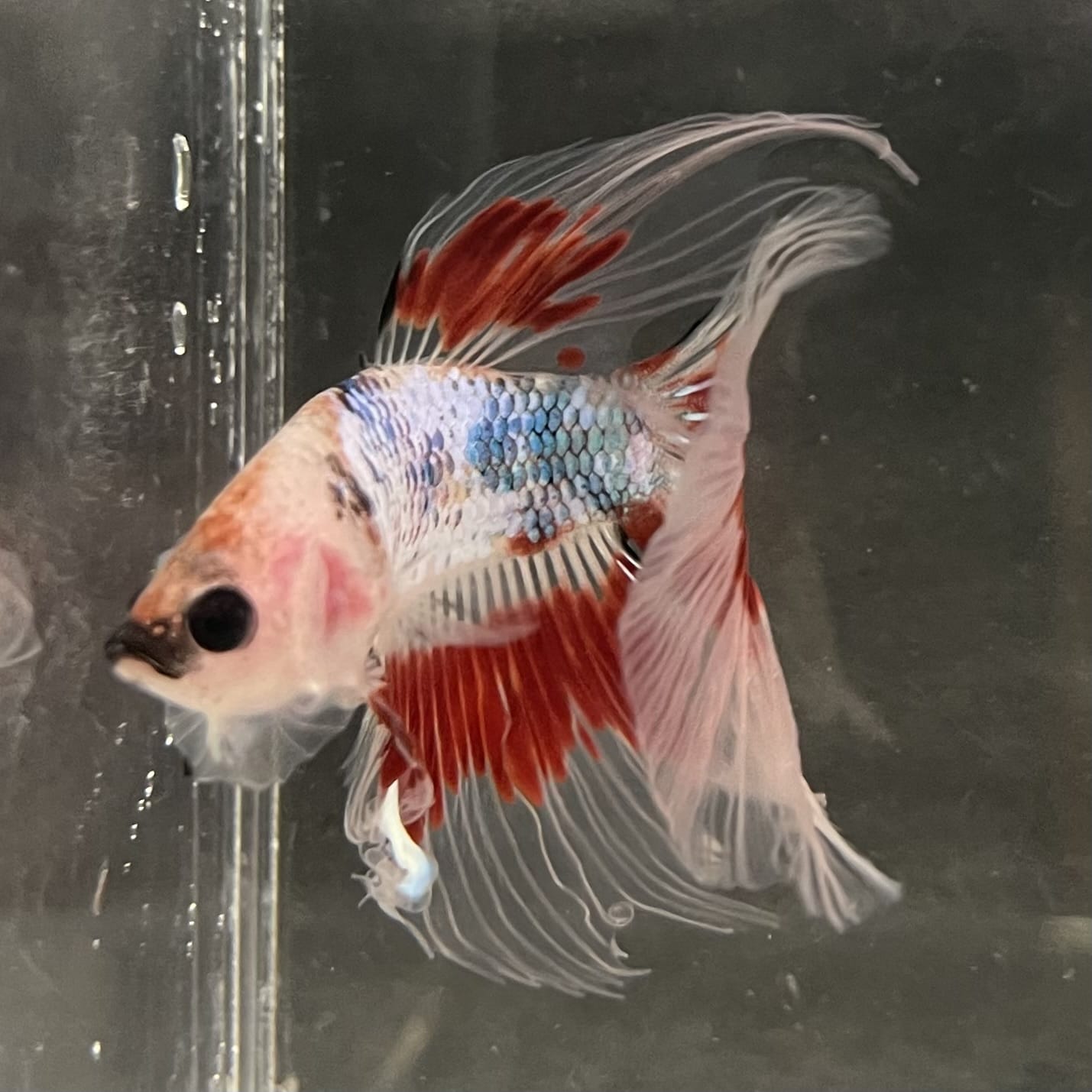 the-fish-farm Male Betta Male Betta - One Only - 14 Choose your favourite Male Betta from The Fish Farm Australia