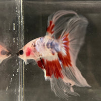 the-fish-farm Male Betta Male Betta - One Only - 14 Choose your favourite Male Betta from The Fish Farm Australia