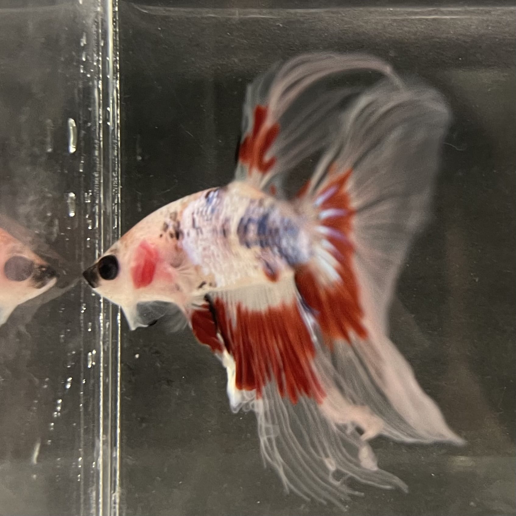 the-fish-farm Male Betta Male Betta - One Only - 14 Choose your favourite Male Betta from The Fish Farm Australia