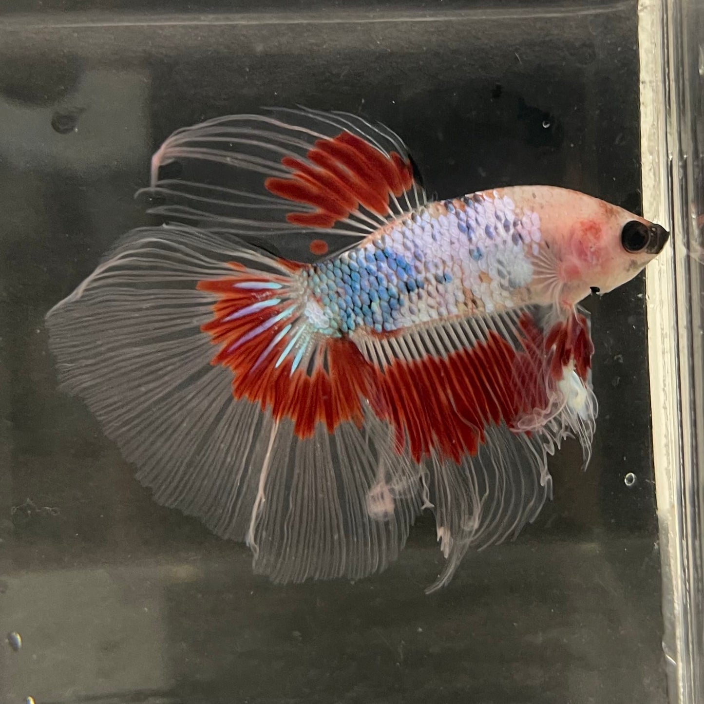 the-fish-farm Male Betta Male Betta - One Only - 14 Choose your favourite Male Betta from The Fish Farm Australia