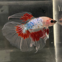 the-fish-farm Male Betta Male Betta - One Only - 14 Choose your favourite Male Betta from The Fish Farm Australia