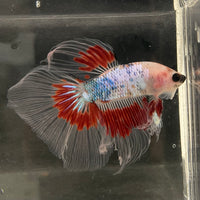the-fish-farm Male Betta Male Betta - One Only - 14 Choose your favourite Male Betta from The Fish Farm Australia