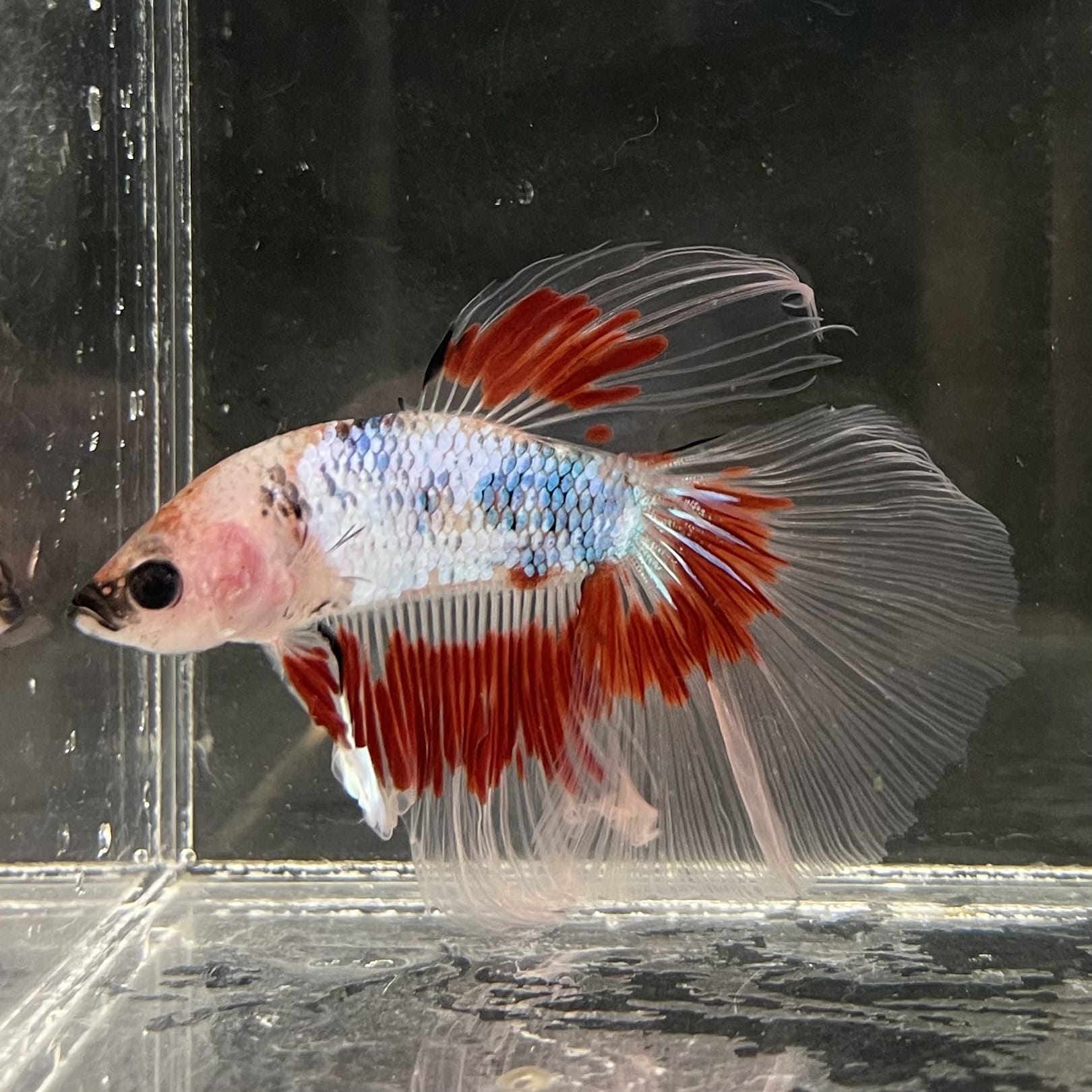 the-fish-farm Male Betta Male Betta - One Only - 14 Choose your favourite Male Betta from The Fish Farm Australia