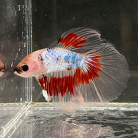 the-fish-farm Male Betta Male Betta - One Only - 14 Choose your favourite Male Betta from The Fish Farm Australia