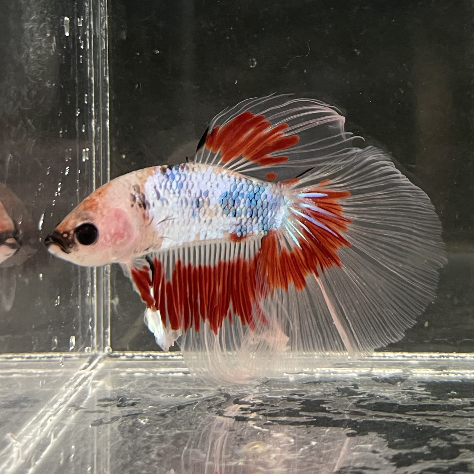 the-fish-farm Male Betta Male Betta - One Only - 14 Choose your favourite Male Betta from The Fish Farm Australia
