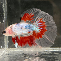 the-fish-farm Male Betta Male Betta - One Only - 14 Choose your favourite Male Betta from The Fish Farm Australia