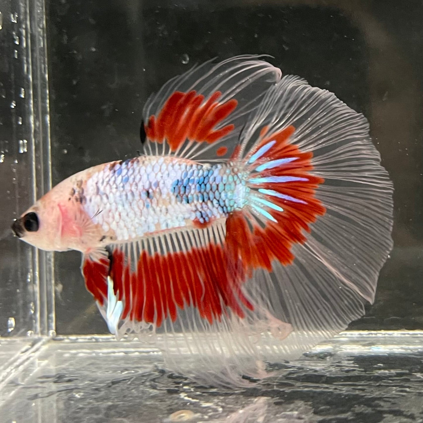 the-fish-farm Male Betta Male Betta - One Only - 14 Choose your favourite Male Betta from The Fish Farm Australia