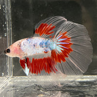 the-fish-farm Male Betta Male Betta - One Only - 14 Choose your favourite Male Betta from The Fish Farm Australia