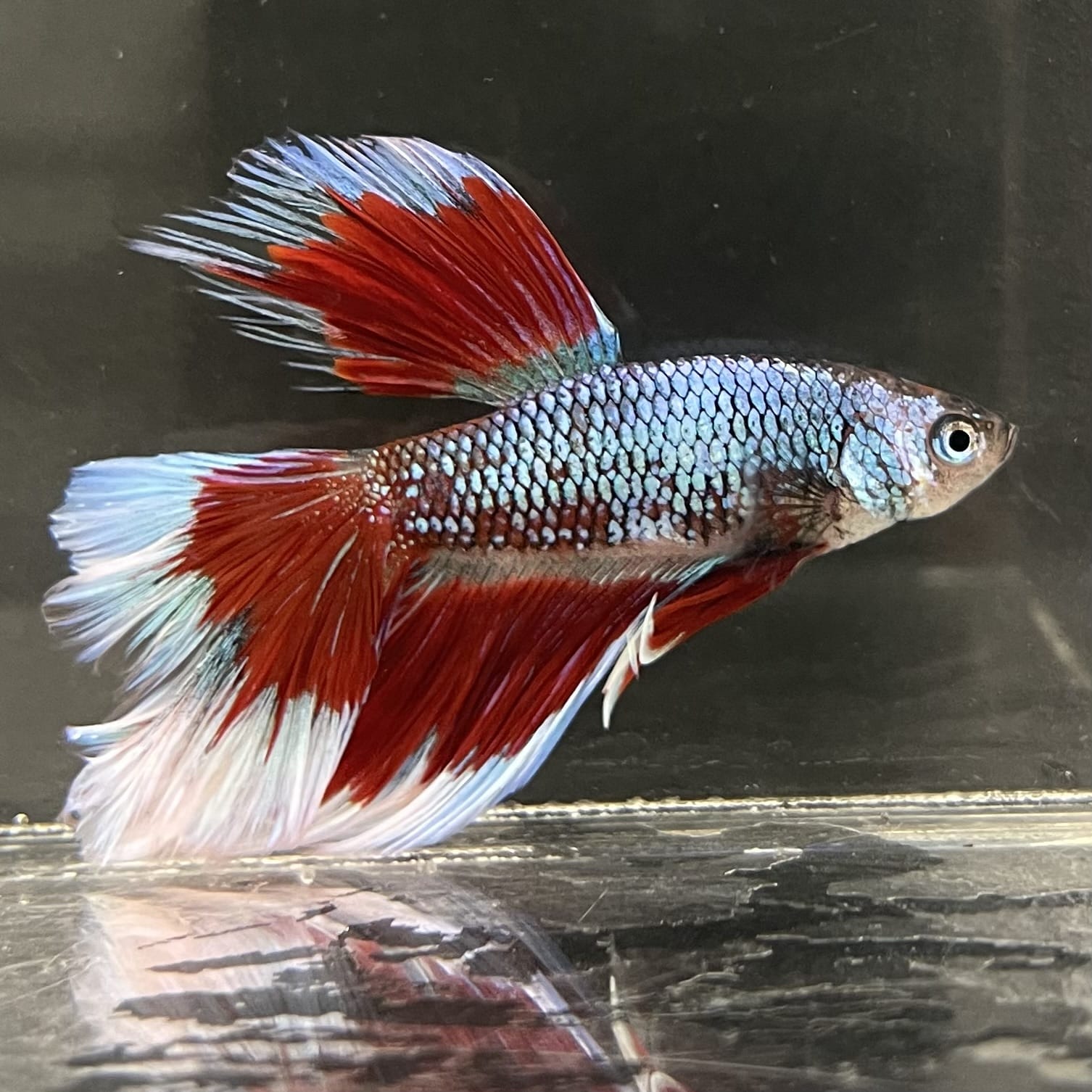 the-fish-farm Male Betta Male Betta - One Only - 14 Choose your favourite Male Betta from The Fish Farm Australia