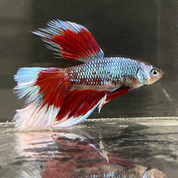 the-fish-farm Male Betta Male Betta - One Only - 14 Choose your favourite Male Betta from The Fish Farm Australia