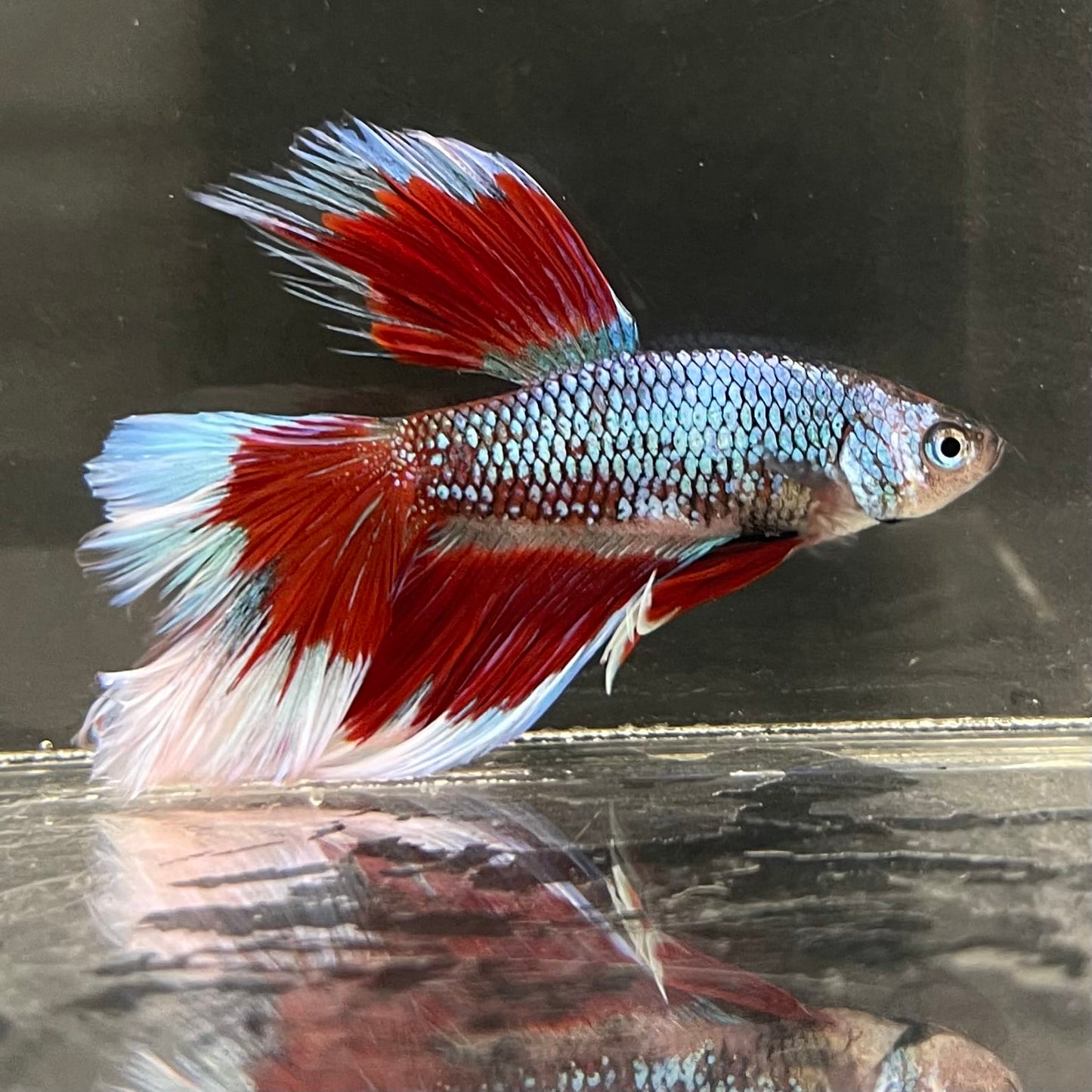 the-fish-farm Male Betta Male Betta - One Only - 14 Choose your favourite Male Betta from The Fish Farm Australia