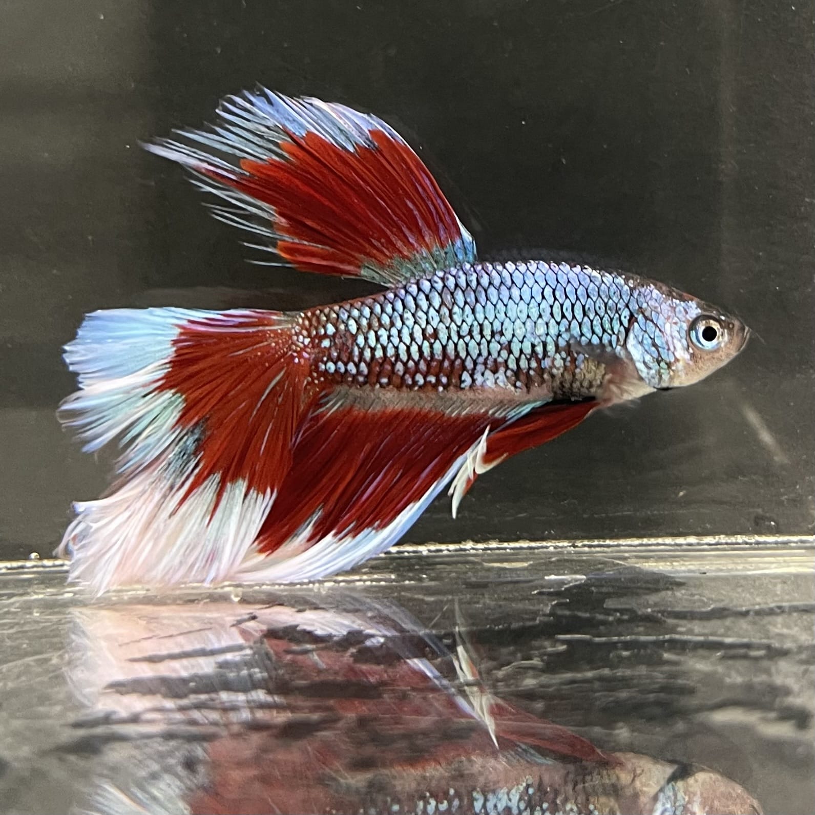the-fish-farm Male Betta Male Betta - One Only - 14 Choose your favourite Male Betta from The Fish Farm Australia