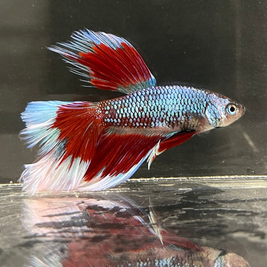 the-fish-farm Male Betta Male Betta - One Only - 14 Choose your favourite Male Betta from The Fish Farm Australia