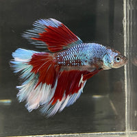 the-fish-farm Male Betta Male Betta - One Only - 14 Choose your favourite Male Betta from The Fish Farm Australia