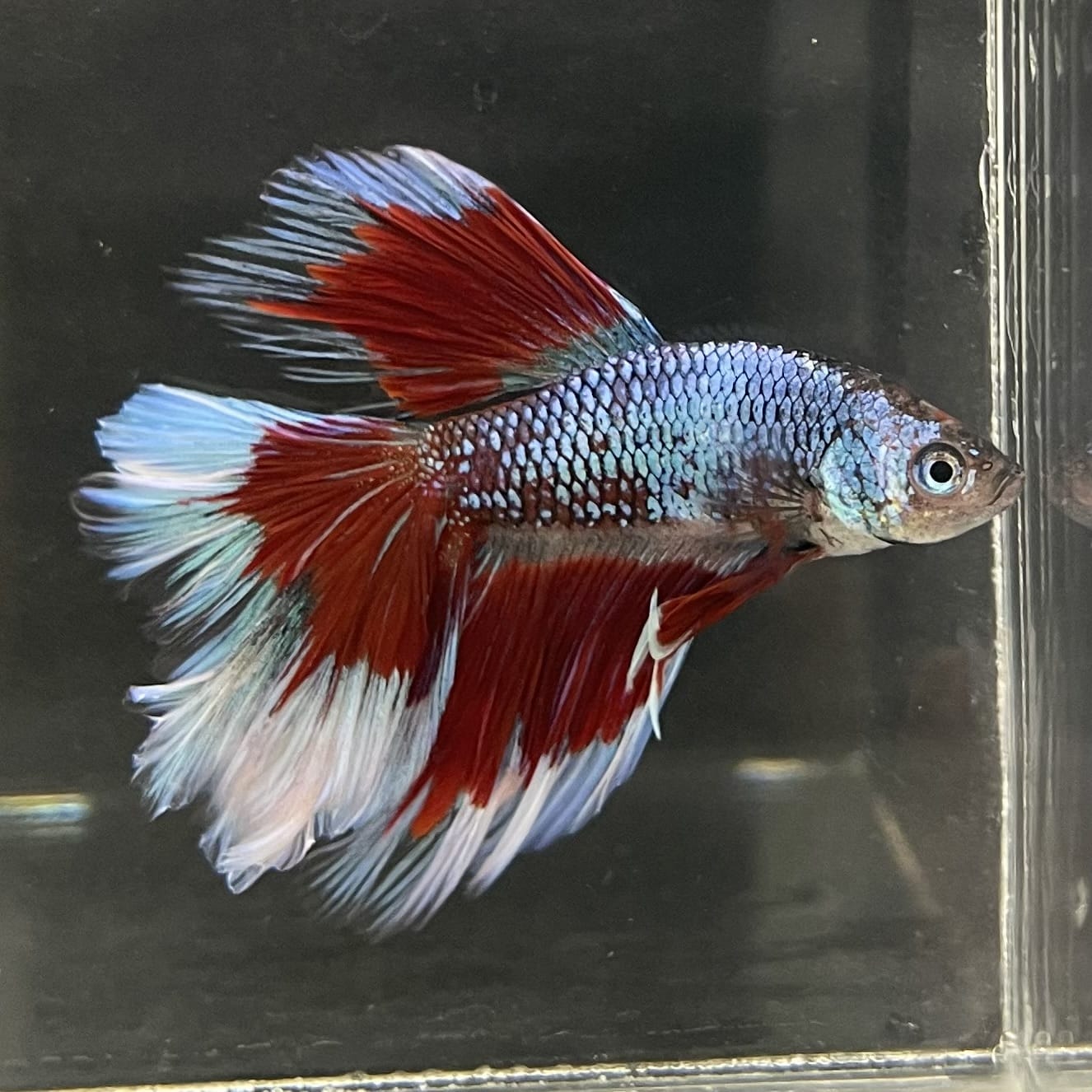 the-fish-farm Male Betta Male Betta - One Only - 14 Choose your favourite Male Betta from The Fish Farm Australia