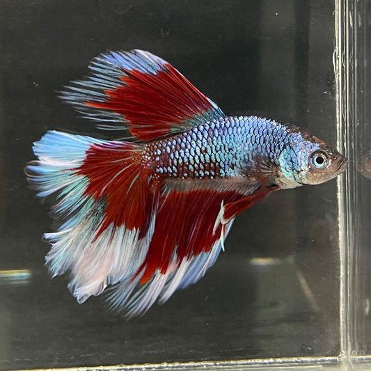 the-fish-farm Male Betta Male Betta - One Only - 14 Choose your favourite Male Betta from The Fish Farm Australia