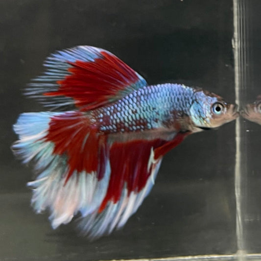 the-fish-farm Male Betta Male Betta - One Only - 14 Choose your favourite Male Betta from The Fish Farm Australia