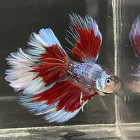 the-fish-farm Male Betta Male Betta - One Only - 14 Choose your favourite Male Betta from The Fish Farm Australia