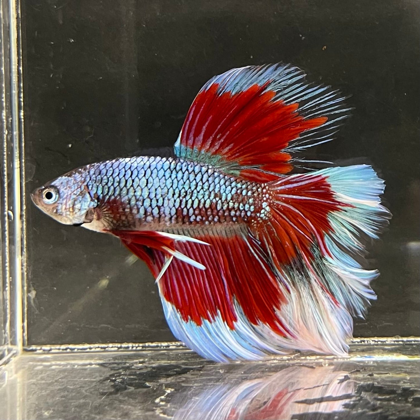the-fish-farm Male Betta Male Betta - One Only - 14 Choose your favourite Male Betta from The Fish Farm Australia