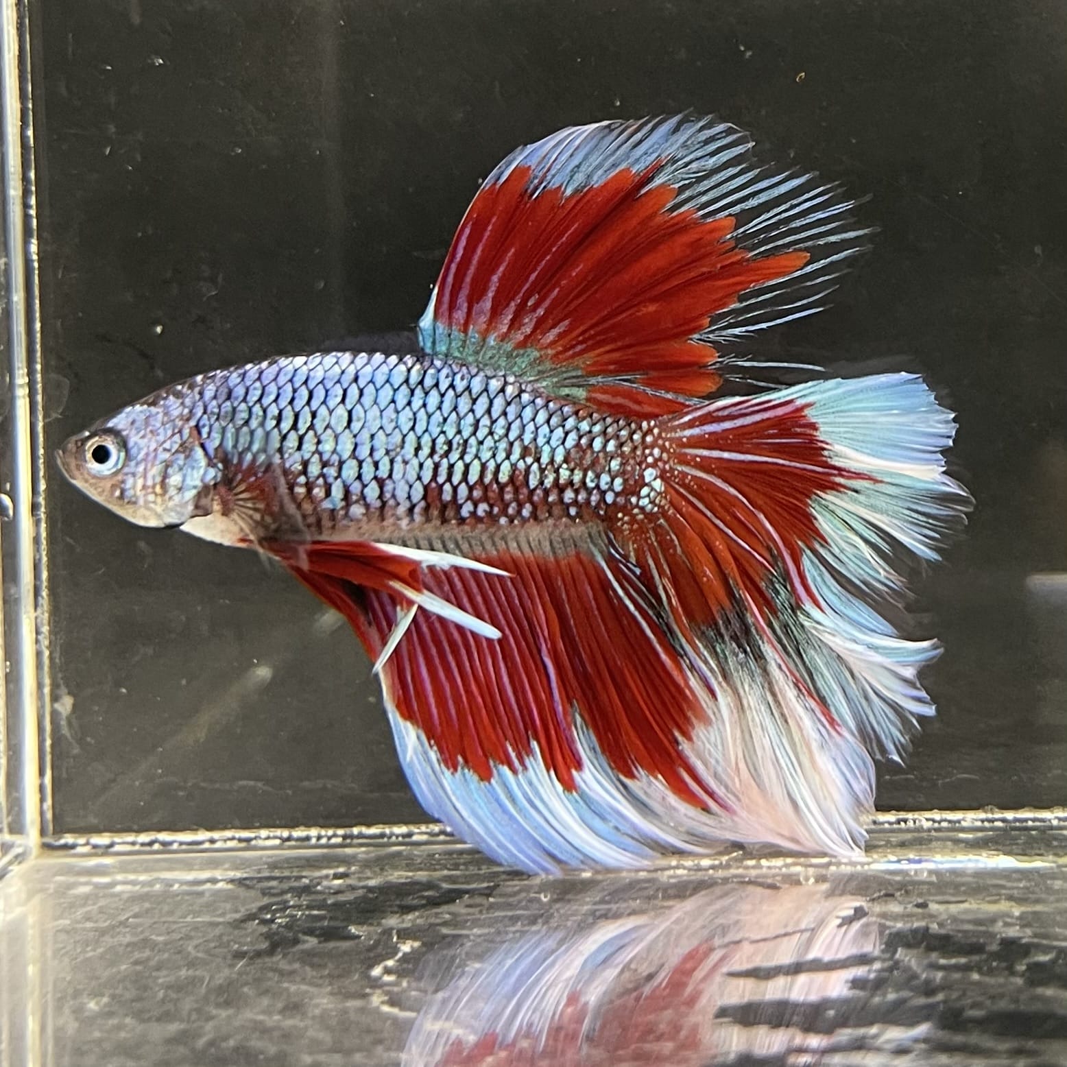 the-fish-farm Male Betta Male Betta - One Only - 14 Choose your favourite Male Betta from The Fish Farm Australia