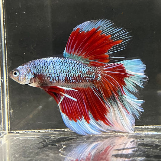 the-fish-farm Male Betta Male Betta - One Only - 14 Choose your favourite Male Betta from The Fish Farm Australia