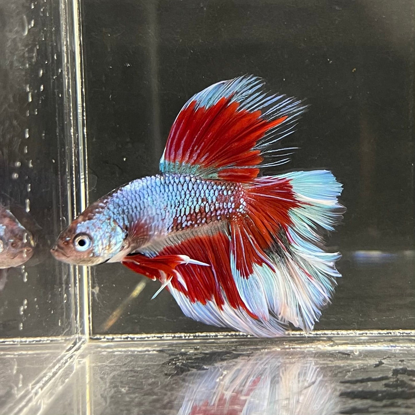 the-fish-farm Male Betta Male Betta - One Only - 14 Choose your favourite Male Betta from The Fish Farm Australia