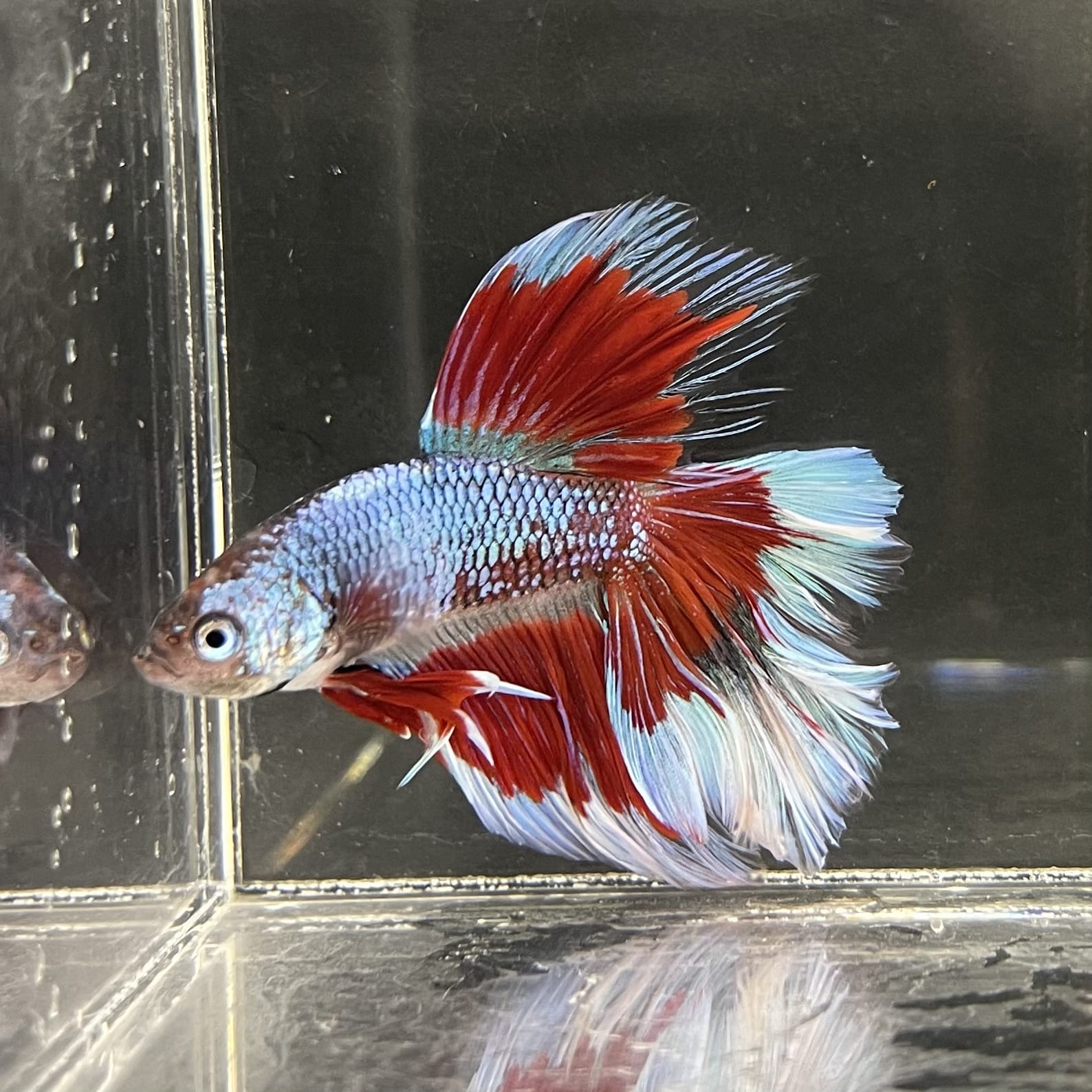 the-fish-farm Male Betta Male Betta - One Only - 14 Choose your favourite Male Betta from The Fish Farm Australia