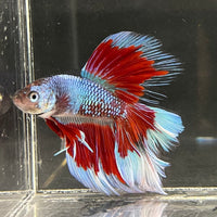 the-fish-farm Male Betta Male Betta - One Only - 14 Choose your favourite Male Betta from The Fish Farm Australia