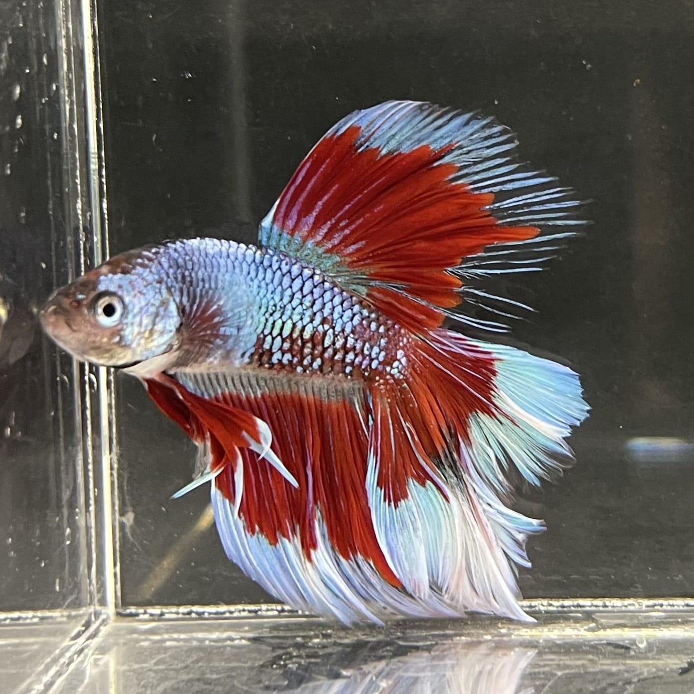 the-fish-farm Male Betta Male Betta - One Only - 14 Choose your favourite Male Betta from The Fish Farm Australia