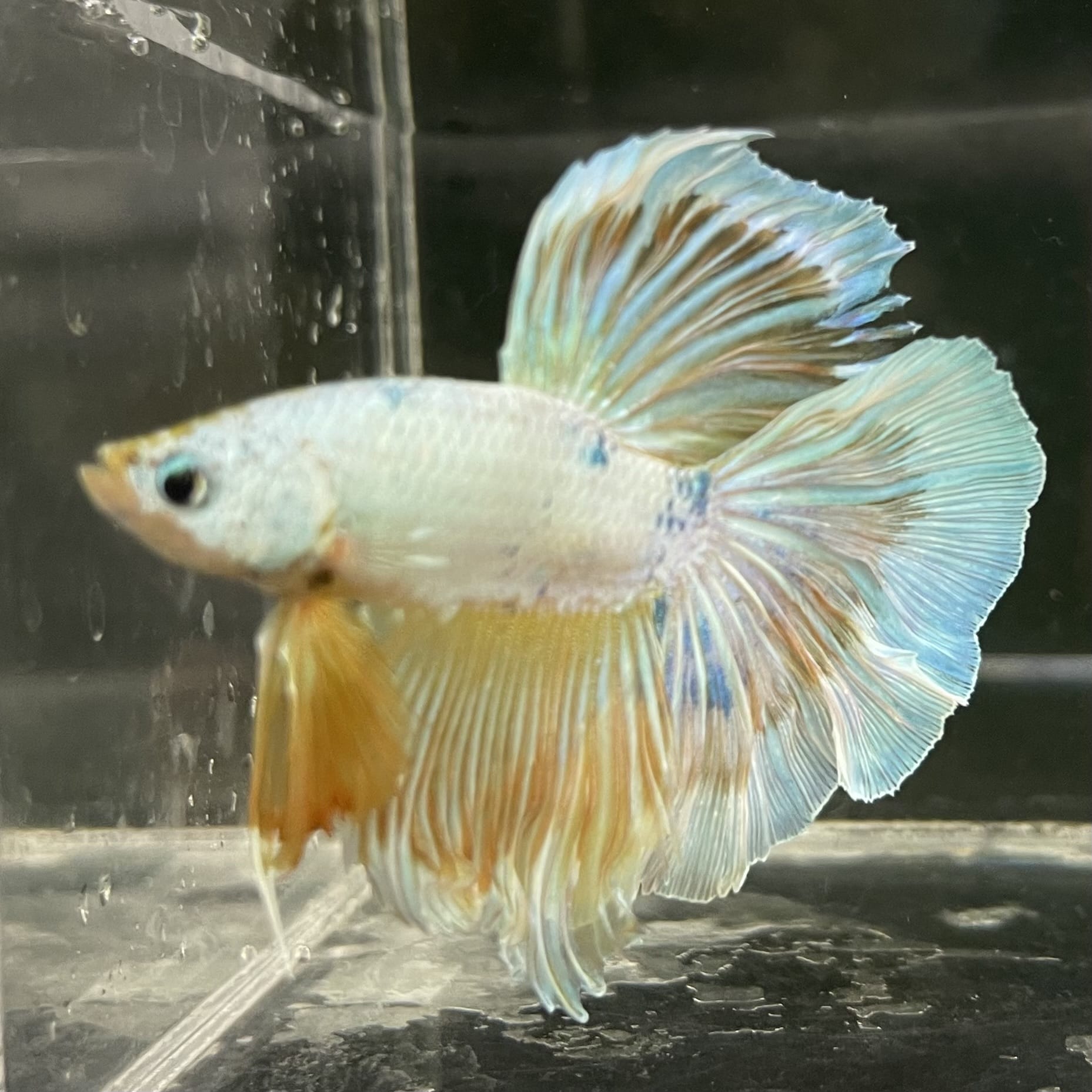 the-fish-farm Male Betta Male Betta - One Only - 14 Choose your favourite Male Betta from The Fish Farm Australia