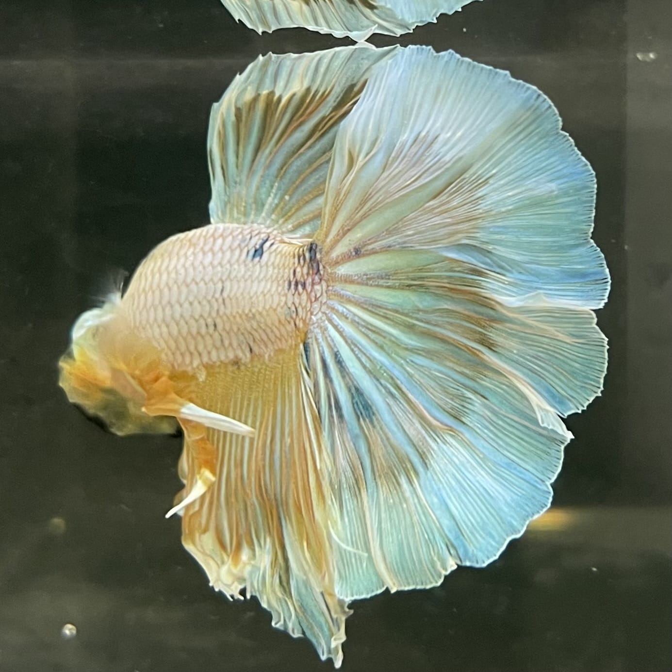 the-fish-farm Male Betta Male Betta - One Only - 14 Choose your favourite Male Betta from The Fish Farm Australia
