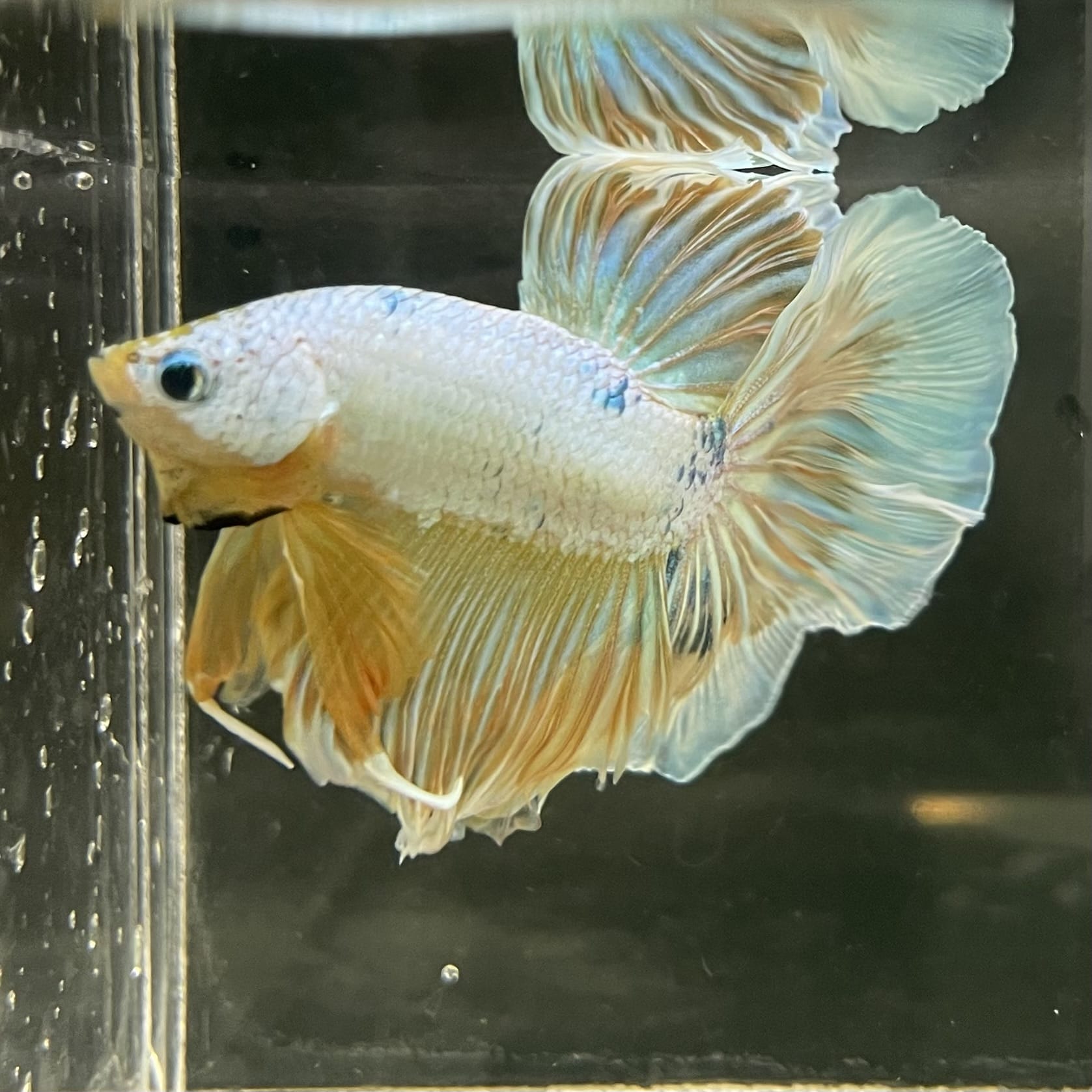 the-fish-farm Male Betta Male Betta - One Only - 14 Choose your favourite Male Betta from The Fish Farm Australia