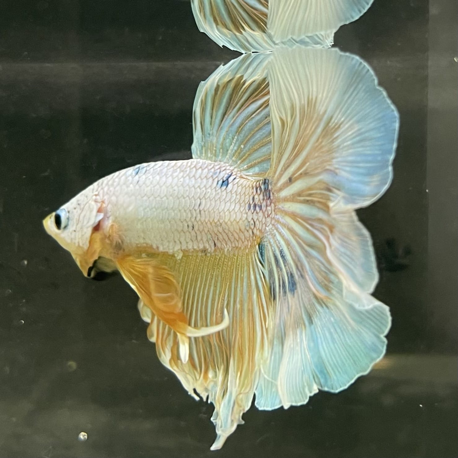 the-fish-farm Male Betta Male Betta - One Only - 14 Choose your favourite Male Betta from The Fish Farm Australia