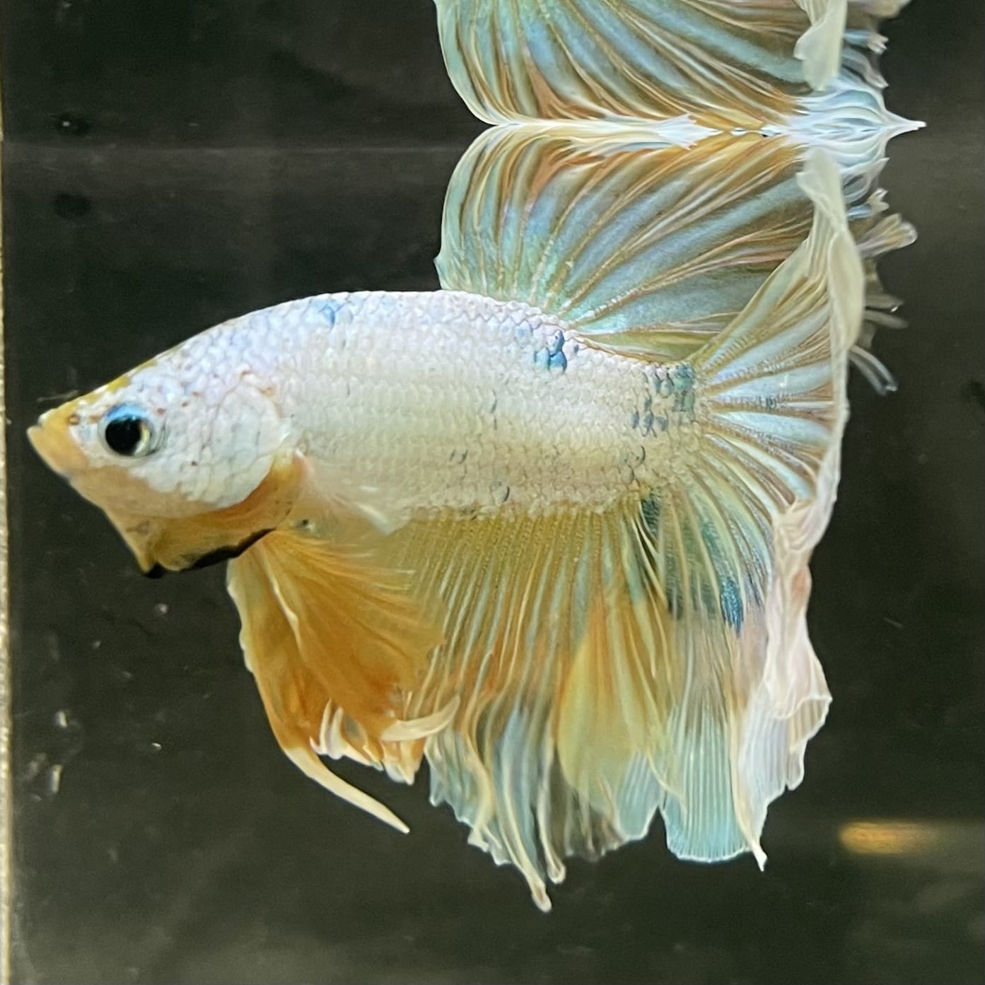 the-fish-farm Male Betta Male Betta - One Only - 14 Choose your favourite Male Betta from The Fish Farm Australia