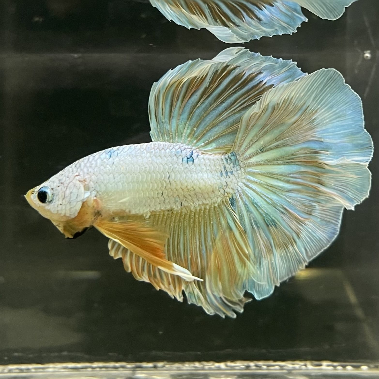 the-fish-farm Male Betta Male Betta - One Only - 14 Choose your favourite Male Betta from The Fish Farm Australia