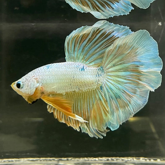 the-fish-farm Male Betta Male Betta - One Only - 14 Choose your favourite Male Betta from The Fish Farm Australia