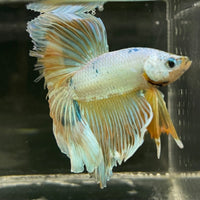 the-fish-farm Male Betta Male Betta - One Only - 14 Choose your favourite Male Betta from The Fish Farm Australia